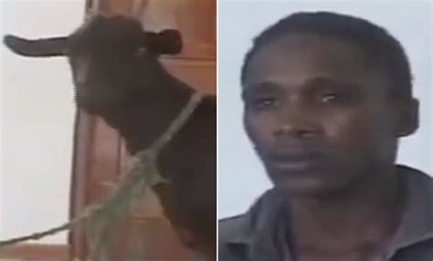 Katana Kitsao Gona Kenya Goat Sex Attacker Faces Victim