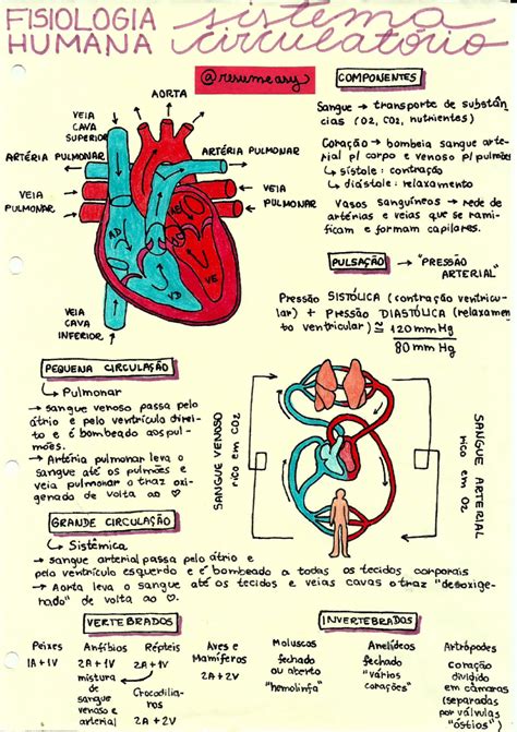 Sistema Cardiovascular Mapa Mental Sexiezpicz Web Porn