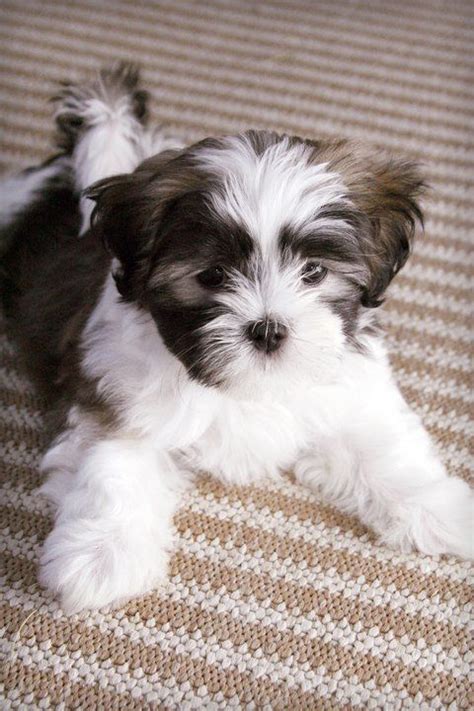 Patty's pups has adorable puppies for sale, ready for you to take home today. Every Doggo was a Pupper | Puppies, Shih tzu dog, Maltese ...