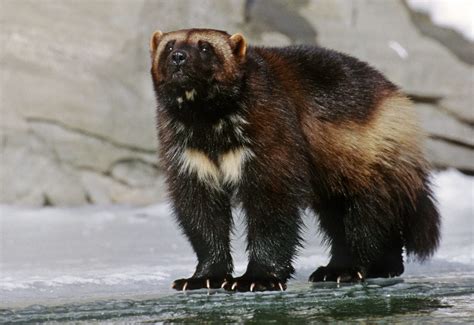 North American Wolverine Species Conservation