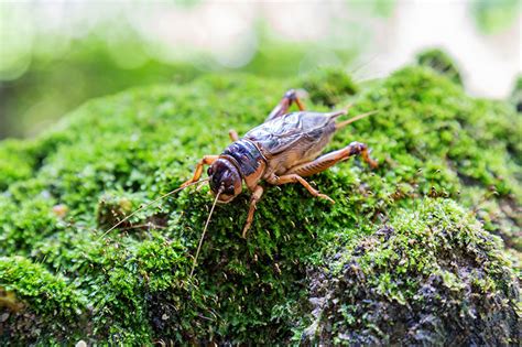 Use sealants to seal entry points into basements, attics, crawl spaces, and other rooms they have been spotted. Listen to Crickets for Clues About Your Environment ...