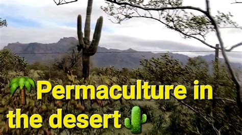 How To Start A Food Forest In The Desert Episode 1 Youtube