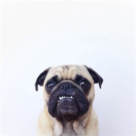 13 Best Angry Pugs Images On Pinterest Pug Life Pugs And Adhesive