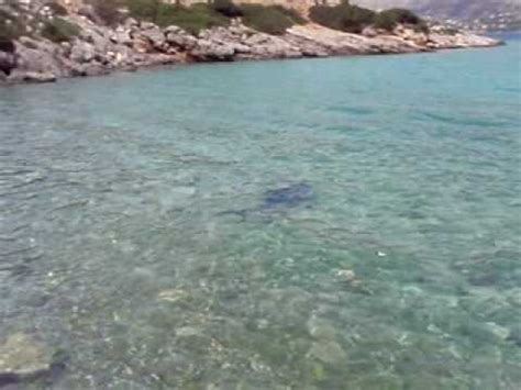 Maybe you would like to learn more about one of these? ΠΡΟΣΟΧΗ ΚΑΡΧΑΡΙΑΣ ΣΤΗΝ ΨΑΘΑ 15-10- 2010 NZ GR shark | Doovi