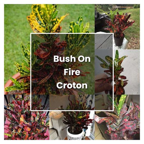 How To Grow Bush On Fire Croton Plant Care And Tips Norwichgardener