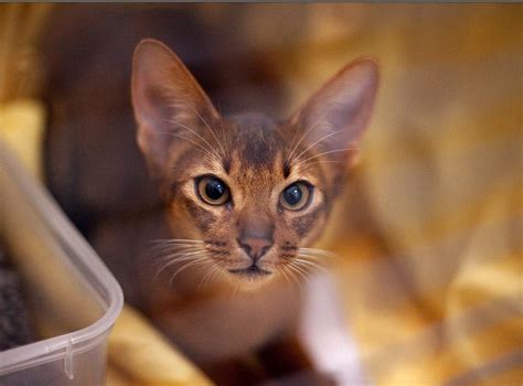 Willowpark Abyssinian Cat Breeder Geelong Victoria