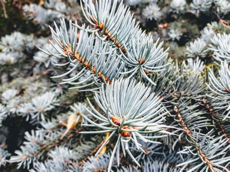 Pin Tree Stock Image Image Of Walled Pass Pine Winter 102197677