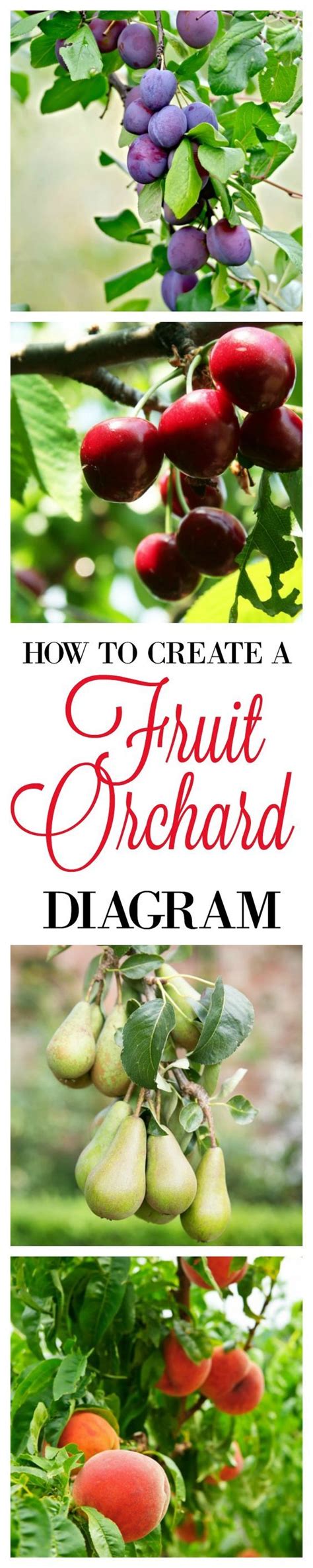 However, it's pretty easy to protect your plants from rabbits in an attractive way. Fruit Orchard Layout Using PicMonkey | Fruit garden, Fruit ...