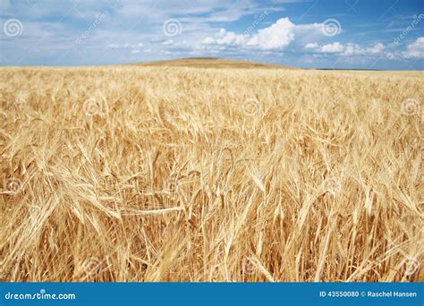 Golden Grain Field Stock Photo Image 43550080