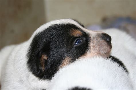 Young Mixed Blue Heeler Puppy In White And Blackpng