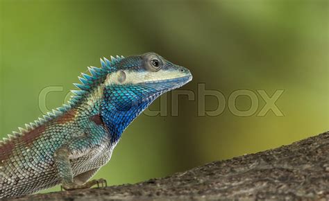 Blue Crested Lizard On Tree With Green Stock Image Colourbox