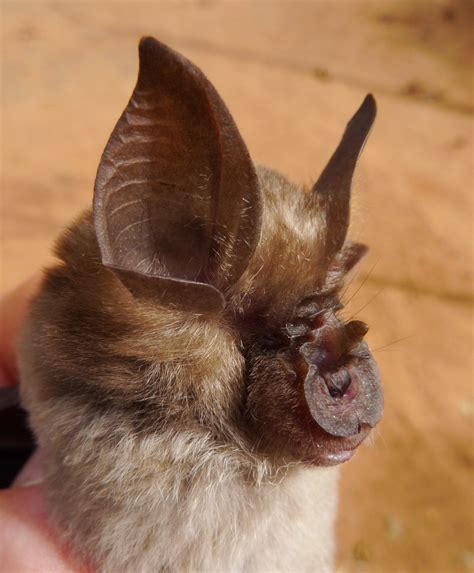 Landers Horseshoe Bat Bats Of Gabon · Naturalista Mexico