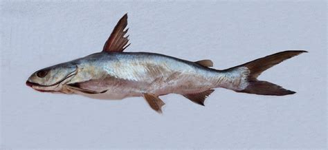 Cominate Sea Catfish Mexican
