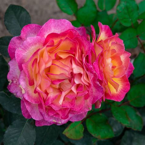 Edelrose Gorgeous Rosa Gorgeous Günstig Kaufen