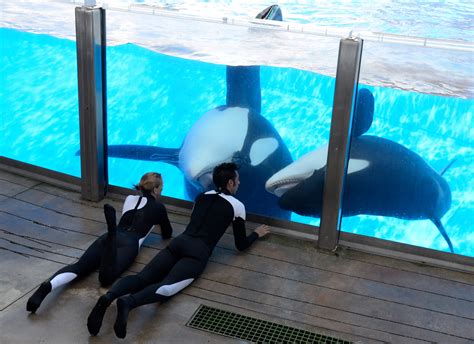 seaworld to phase out killer whale shows captivity