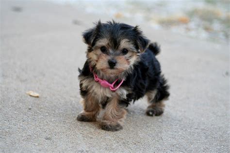 If I Had To Get A Little Pup Maltese Yorkie Puppies Maltese Yorkie