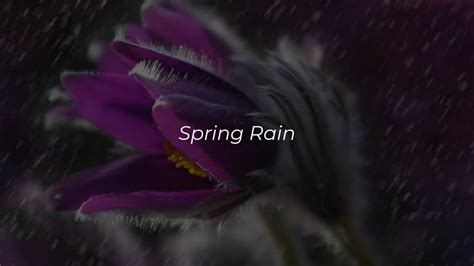Spring Rain Youtube