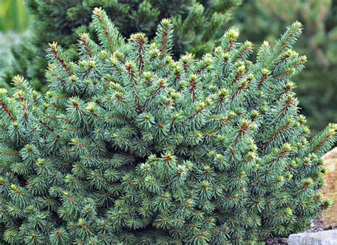 Picea Abies Tompa Dwarf Norway Spruce Kigi Nursery