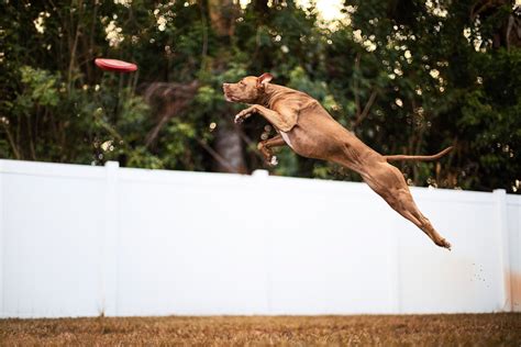Best Dog Jumping Pictures Hd Download Free Images On Unsplash