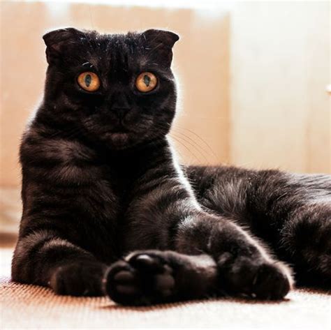 Japanese cat names have become popular choices all over the world. 11 Black Cat Breeds: Bombay, Japanese Bobtail, and More