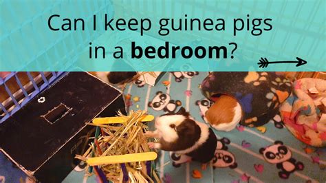 Check spelling or type a new query. Can I keep guinea pigs in a bedroom? - Guinea Pals