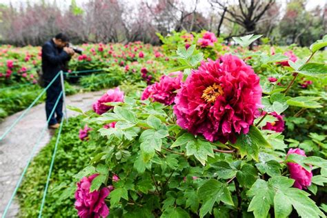 Peonies Come Into Flourishing Term In Chinas Luoyang 1 Cn
