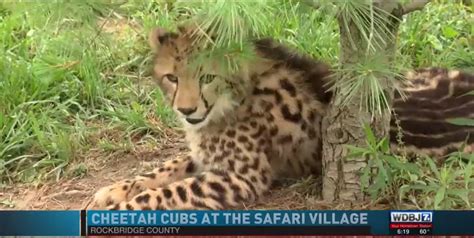 Cheetah Cubs Make First Appearance At Safari Park World