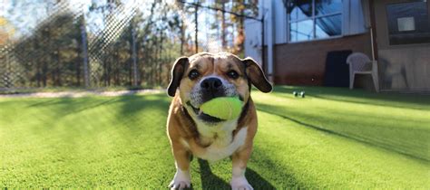 Search for dogs for adoption at shelters near indianapolis, in. 5 Signs You Are A Dog-Less Dog Lover