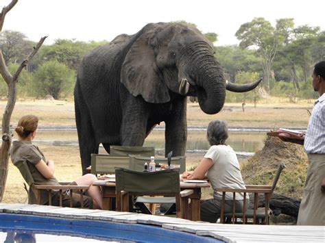 The Best Ever Luxury Safari Tours In Zimbabwe For You