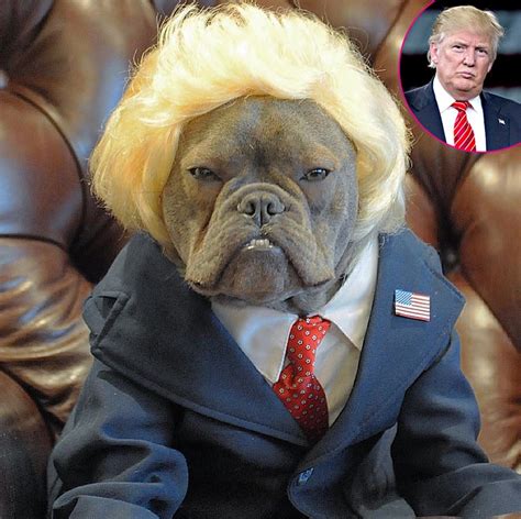 Donald Trump Pets Like Us Contest Winners Pets Who Look Like