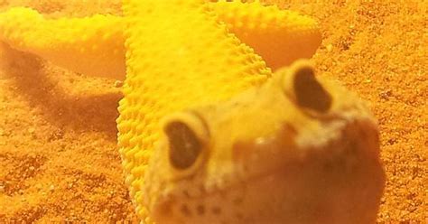 My Gecko Likes To Smile Imgur