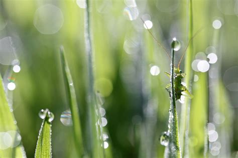 Wallpaper Sunlight Water Nature Branch Green Bokeh Dew Leaf