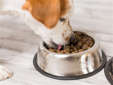 What To Know About Your Pets Food