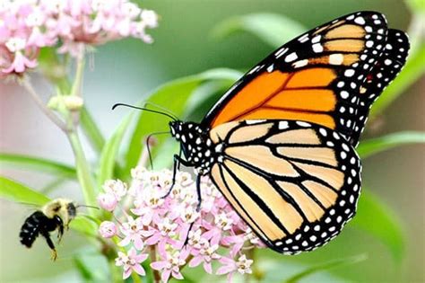 Historic Agreement Will Conserve Millions Of Acres For Monarch