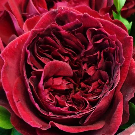 David Austin Tess Roses Are Now Available Order Today At A Special