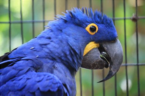 Blue Exotic Birds Images And Description Exotic Birds