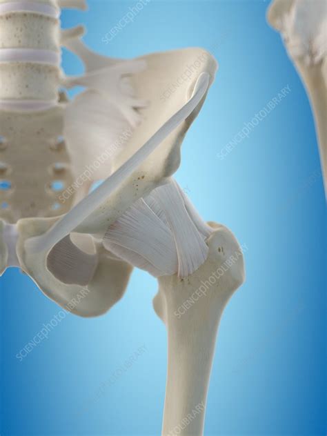 Human Hip Tendons Artwork Stock Image F0094555 Science Photo