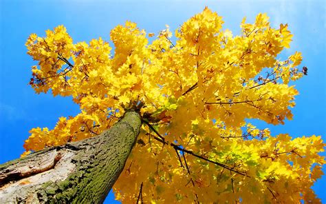 Your skin oh yeah your. autumn yellow tree - HD Desktop Wallpapers | 4k HD