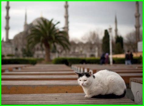 Check spelling or type a new query. Nama Kucing Jantan dan Betina yang Bagus Bahasa Arab di ...