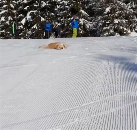 Un Perro Se Las Ingenió Para Poder Esquiar Junto A Su Dueño Y Se Volvió