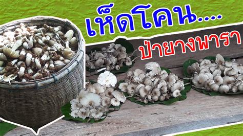 Jun 02, 2021 · เห็ดโคน เก็บเห็ดโคน เห็ดโคนโคราช บ้านหนองโบสถ์ อ.ครบุรี นครราชสีมา ขายเห็ดโคน ราคาเห็ดโคน เก็บเห็ดป่ามาขาย ข่าวทั่วไป เก็บเห็ดโคน (เห็ดปลวก) ในป่ายางพารา 2 - YouTube