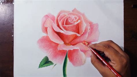 Drawing A Rose Flower Drawing Series 1 Prismacolor
