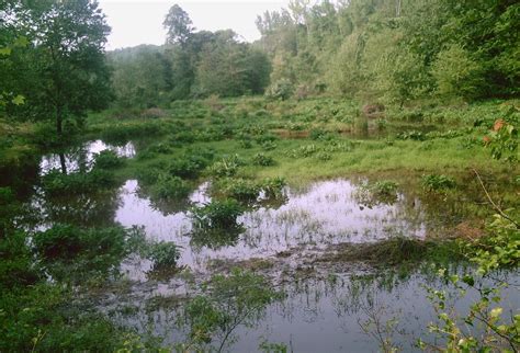 Beaver Dam Creek Harrison Woodard