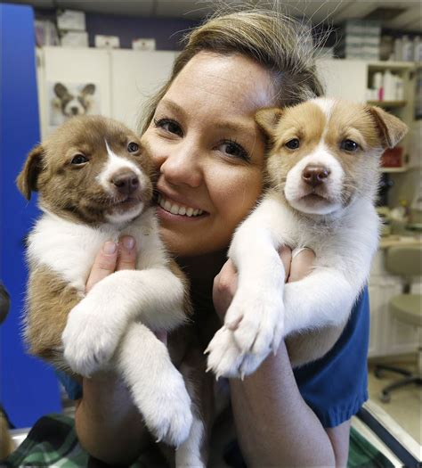 This fee covers the cost of each animal being spayed or neutered, vaccinated (including rabies), treated for flea & ticks and heart. Rescue groups see surge in puppies - Toledo Blade