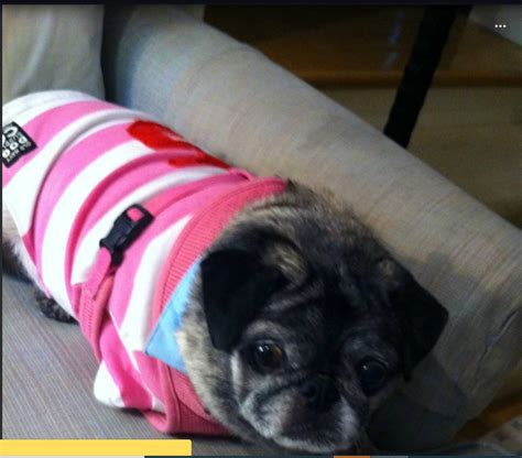 after a long battle with cancer that cost her leg my pug died night r pug