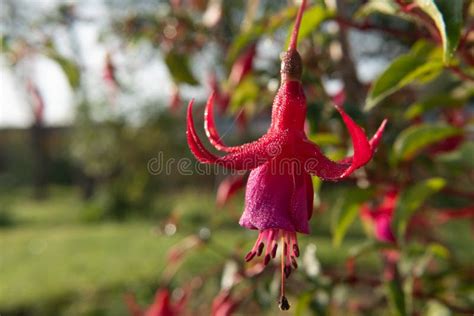 Image Of Beautiful Fuchsia Magellanica Flower Hummingbird Fuchsia Or