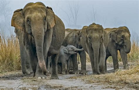 The Intriguing World Of Elephant Communication Roundglass Sustain