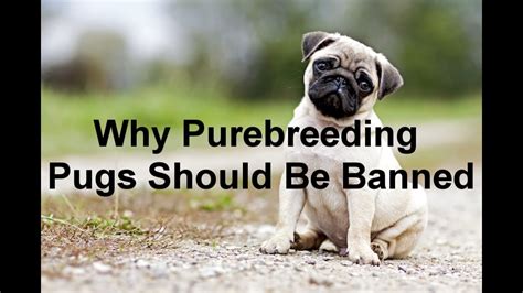 Why Purebreeding Pugs Should Be Banned Youtube