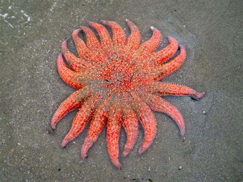 Scientists Are Breeding Sea Stars To Fight Climate Change World
