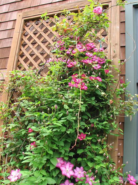 Climbing Rose And Clematis Fill The Arbor Climbing Roses Clematis